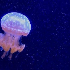 jellyfish-gafac5290e_1920-small